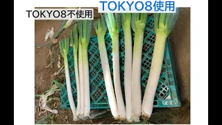 TOKYO8でネギ栽培～記録的猛暑を乗り切った！～